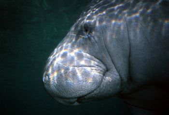 I captured this image of a West Indian Manatee while snor... by Robyn Lynn Churchill 
